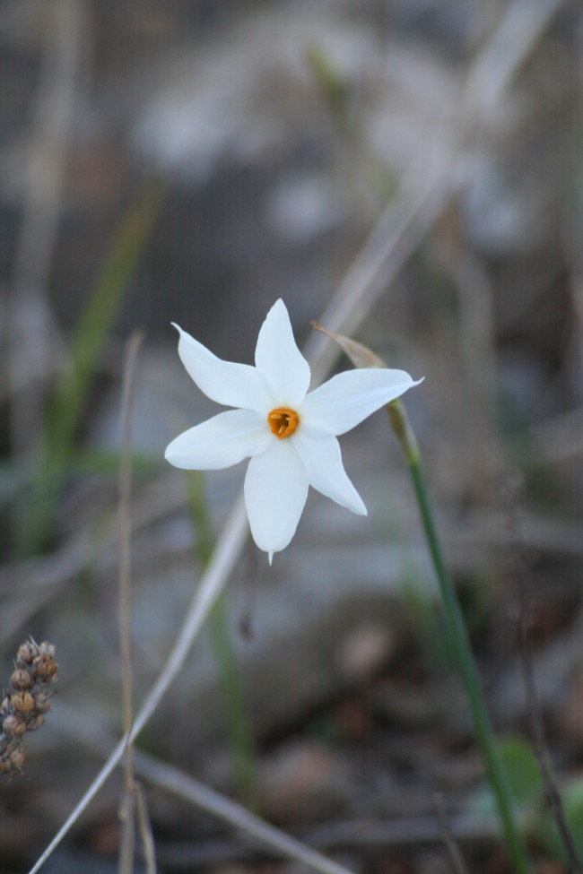 Narcissus