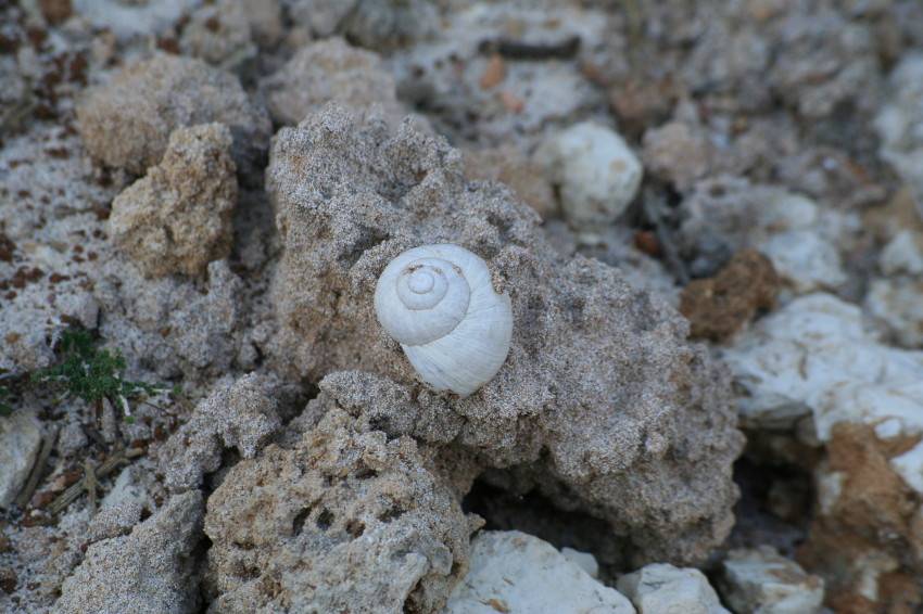 Old shell inbedded in rock