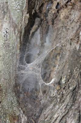 Cobwebs on tree