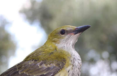 Golden Oriole
