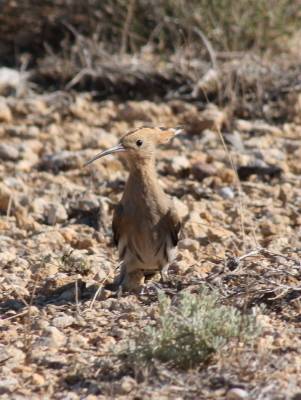 Hoopoe