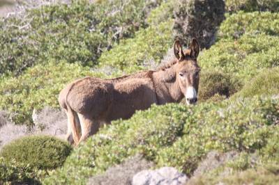 The semi wild donkey