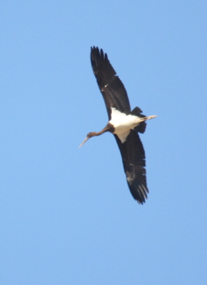Black Stork