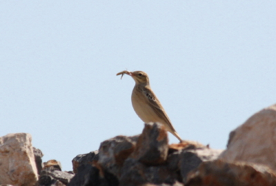 Tawny Pipit