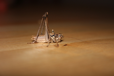 Antaxius pedestris?