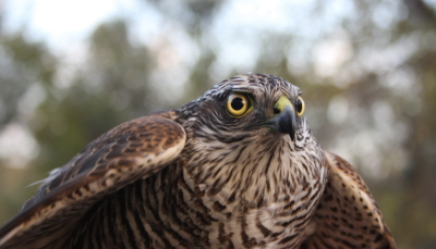 Sparrowhawk