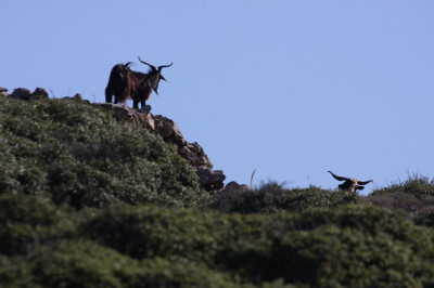 Semi Wild Goat