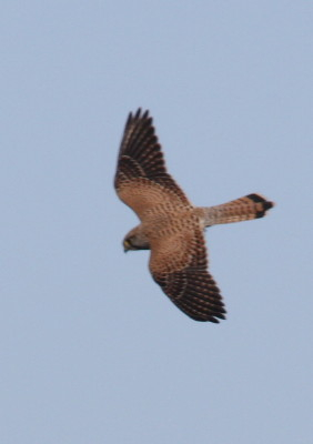 Kestrel
