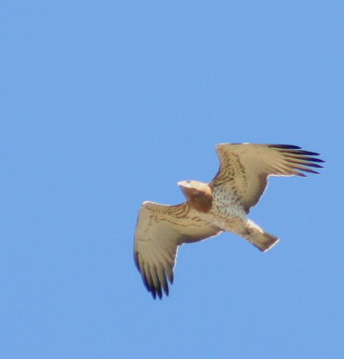 Short-toed Eagle