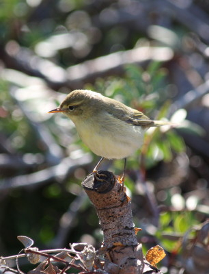 Willow Warbler