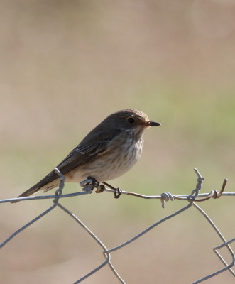 Spotted Flycatcher