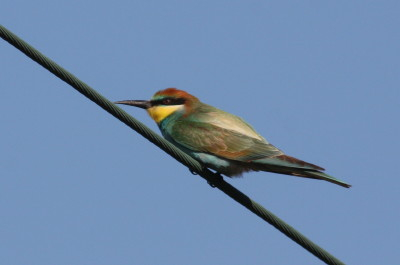 Bee-eater