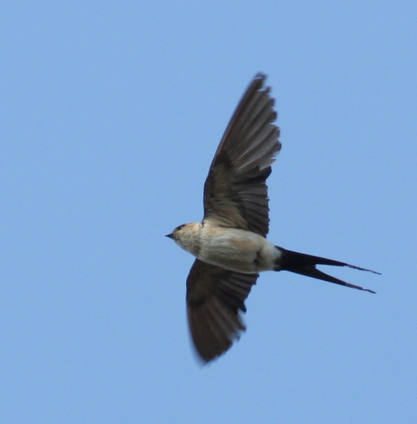 Red-rumped Swallow