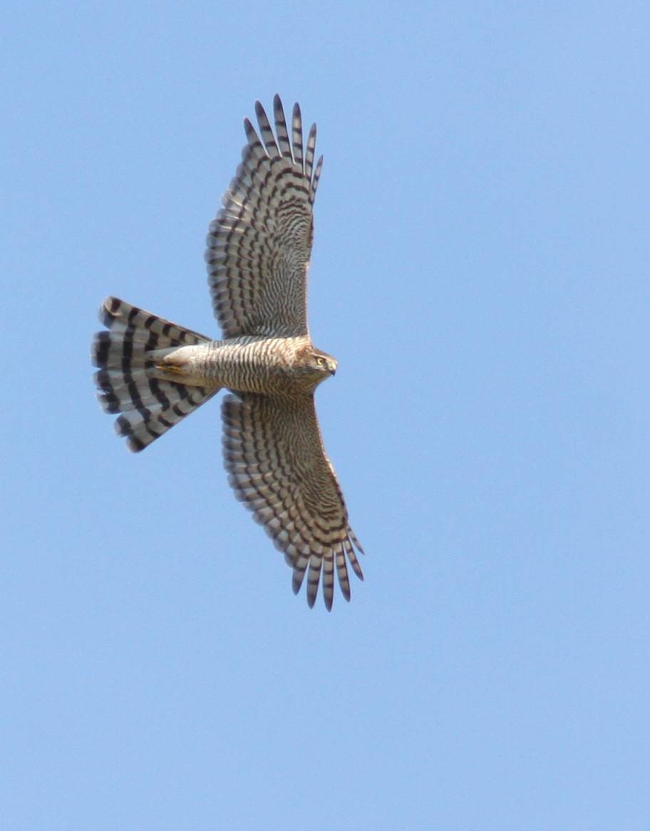 Sparrowhawk