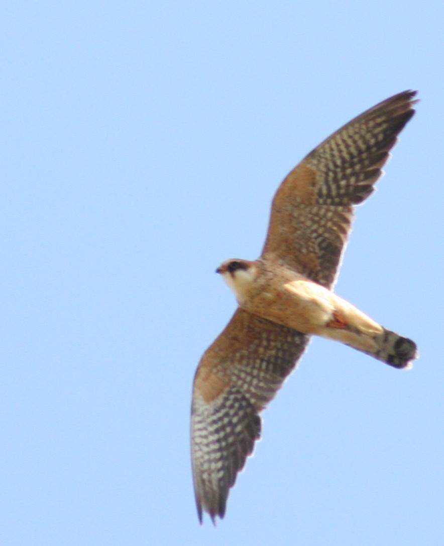 Red-footed Falcon