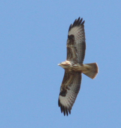 Common Buzzard