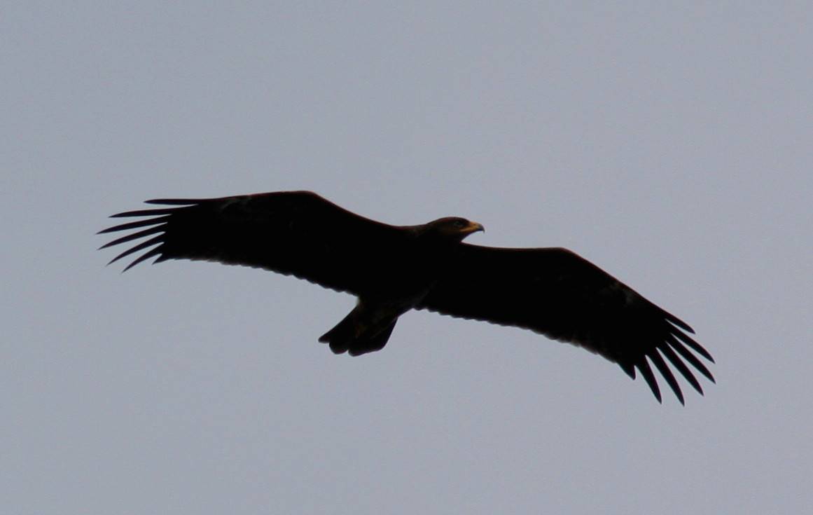 Lesser Spotted Eagle