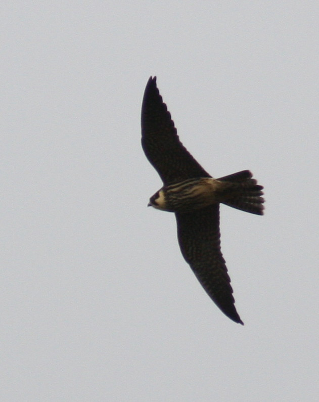 Hobby