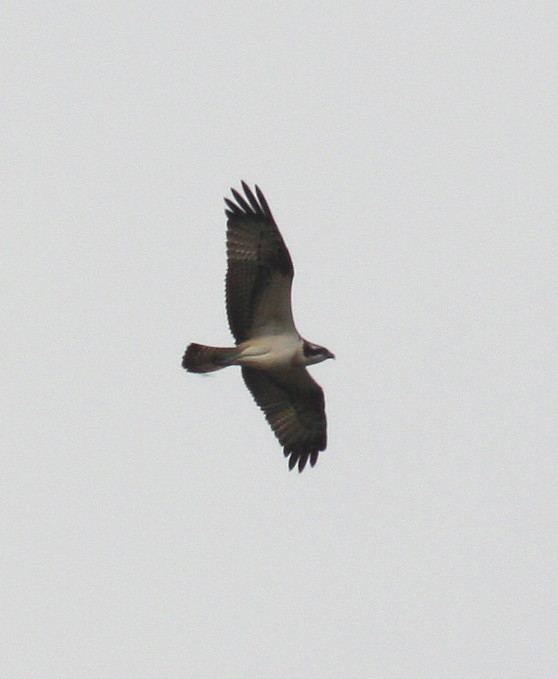 Osprey