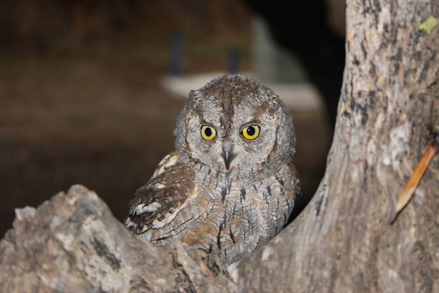 Scops Owl