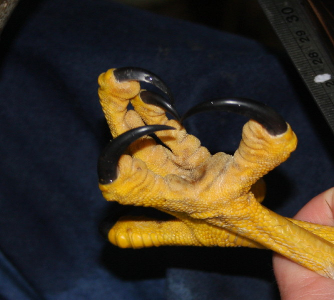 Talons of a Goshawk
