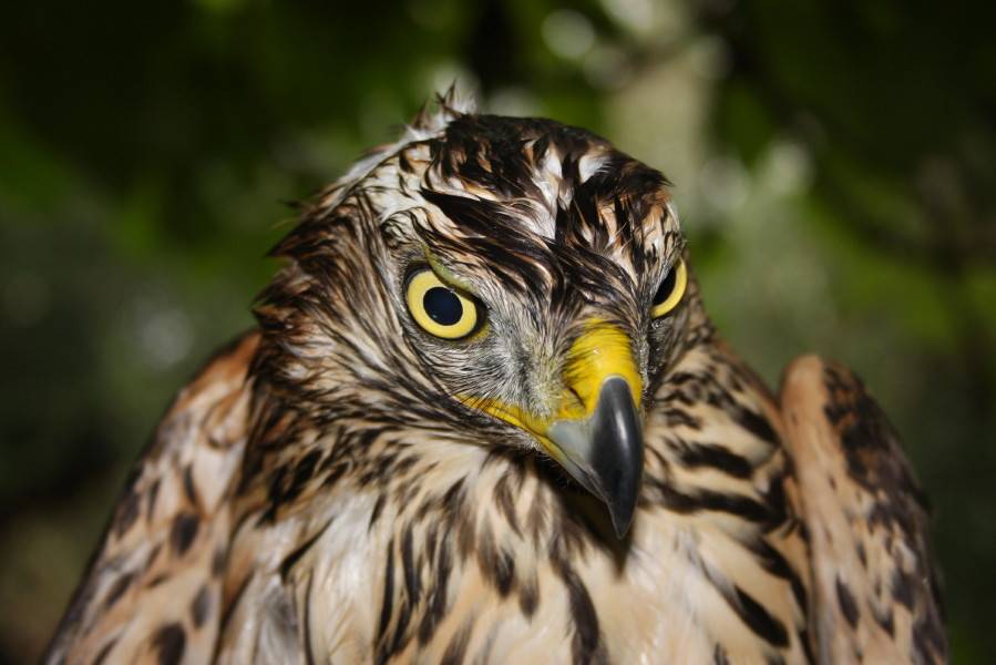 Goshawk
