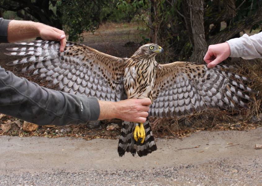 Goshawk