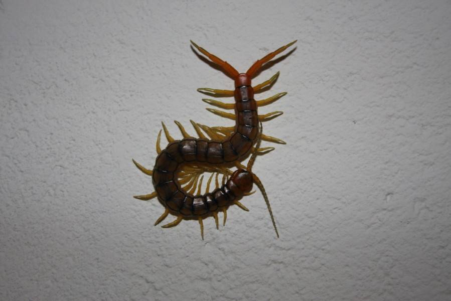 Scolopendra cingulatus
