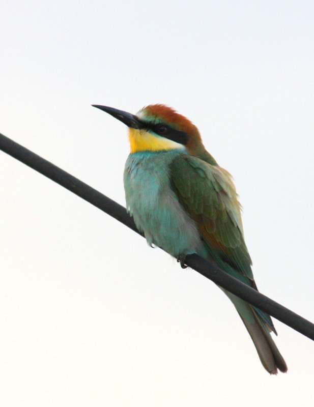 Bee-eater