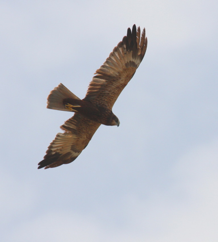 Marsh Harrier