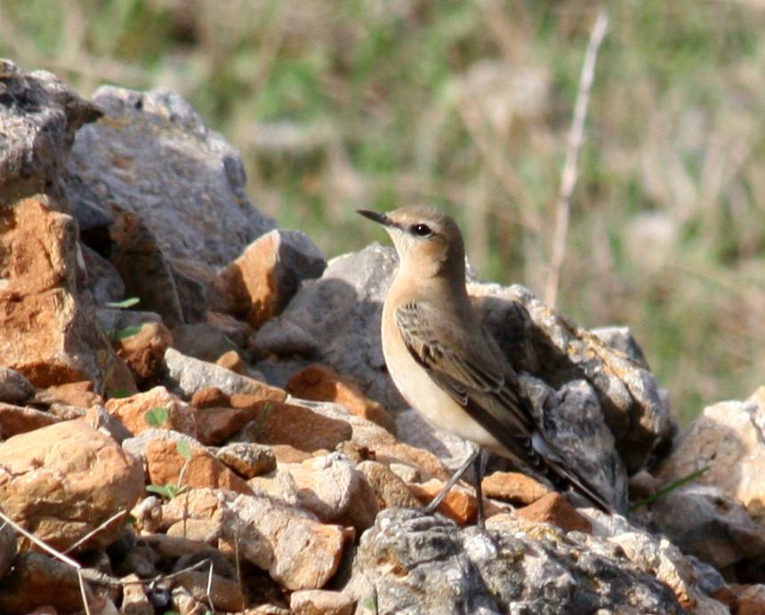 Wheatear