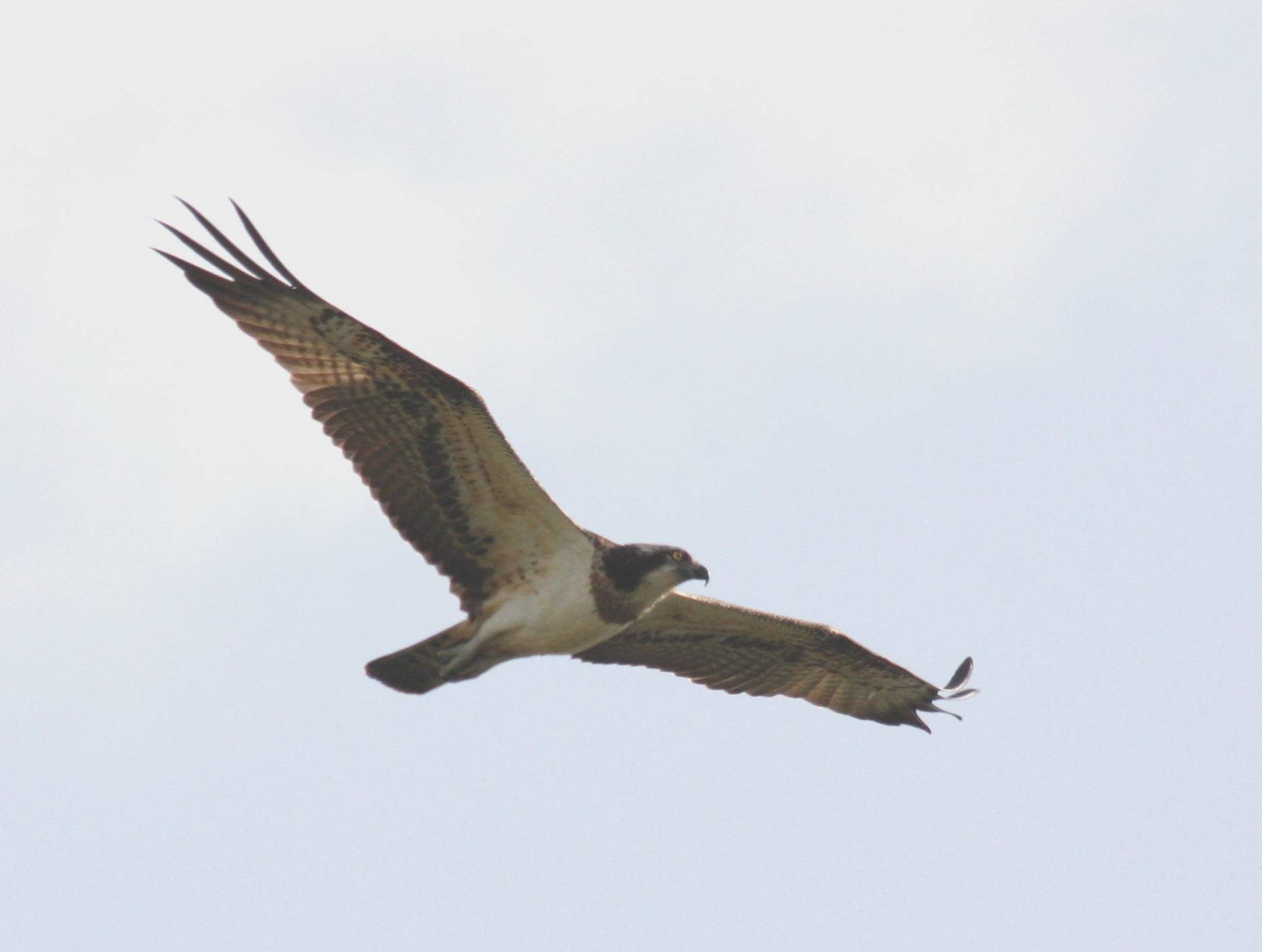 Osprey