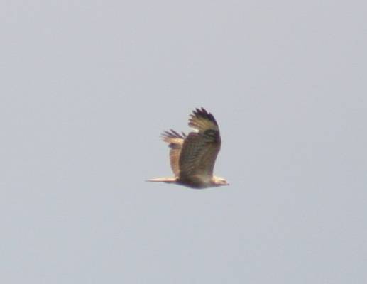 Long-legged Buzzard