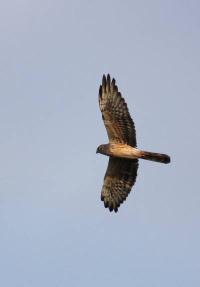Montagu's Harrier