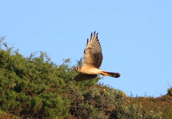 Pallid Harrier