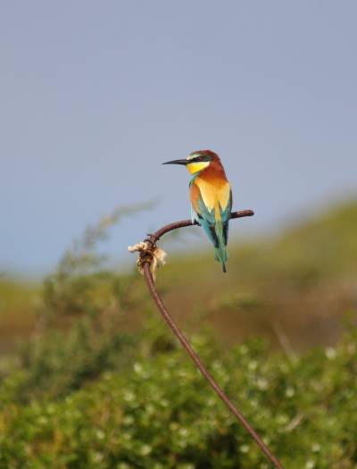 Bee Eater