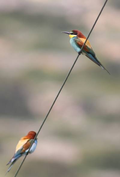 Bee-Eater