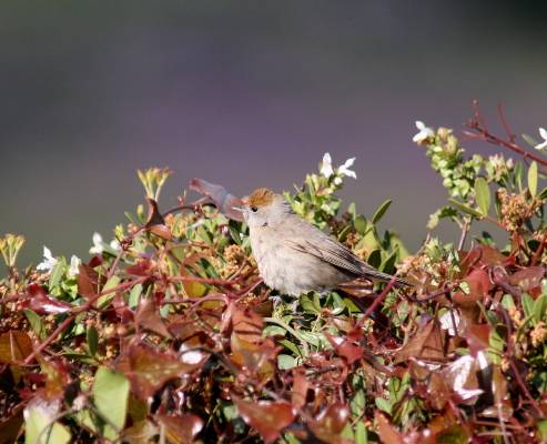 Blackcap