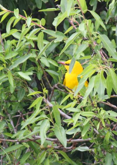 Golden Oriole