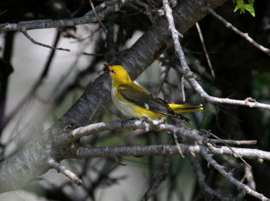 Golden Oriole