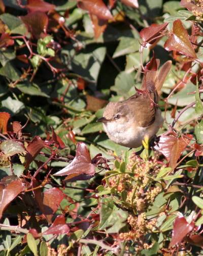 Great Reed Warbler