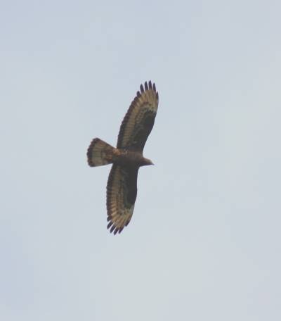 Honey Buzzard