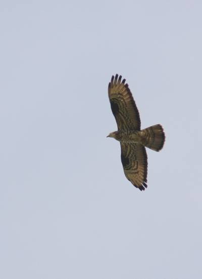 Honey Buzzard