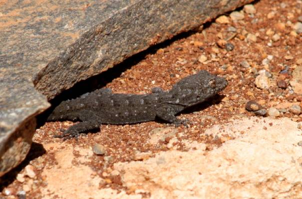 Kotschy's Gecko