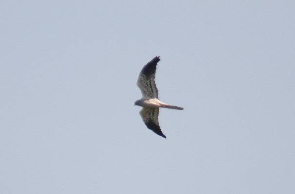 Montagu's Harrier