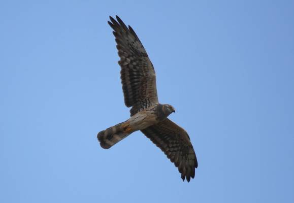 Montagu's Harrier