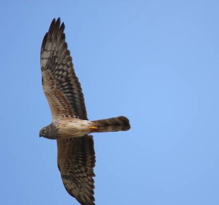 Montagu's Harrier