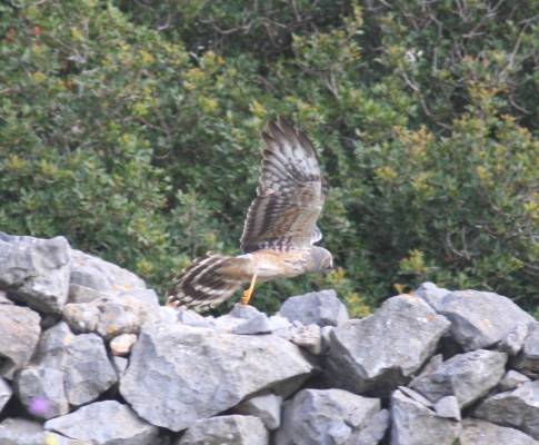 Montagu's Harrier