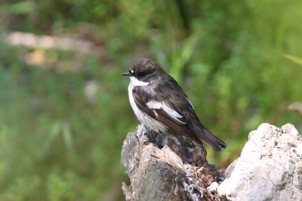 Pied Flycatcher