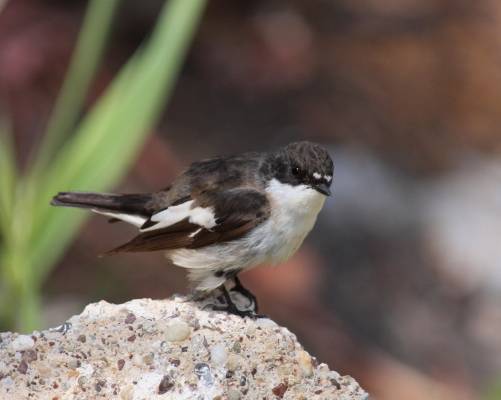 Pied Flycatcher